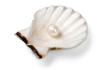 Decorations of seashell or ocean mollusk. Underwater life