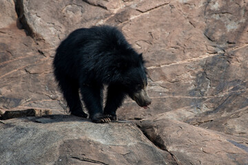 Sloth bear or Melursus ursinus feeding at the Slot Bear sanctuary near Hampi in Karnataka in India