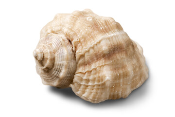 Decorations of seashell or ocean mollusk. Underwater life