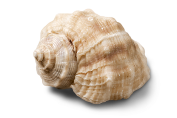 Decorations of seashell or ocean mollusk. Underwater life