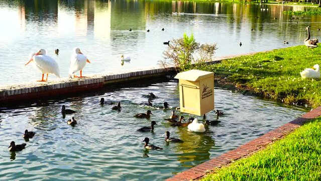 Royal Swan in Lake Morton at city center of lakeland Florida	
