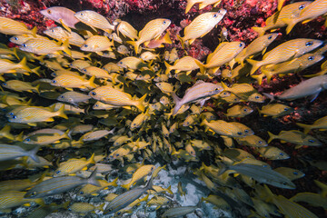 Reef coral school of yellow fish like great barrier