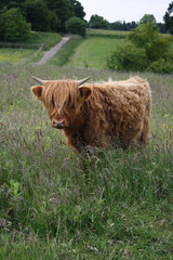 Highland Cattle Breed cow in a meadow