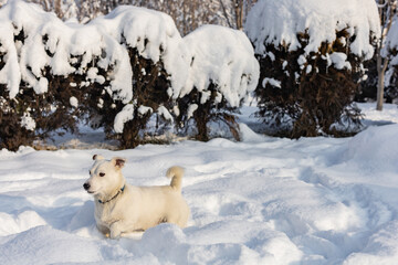 Plakat White Jack Russell Terrier on a winter background in the park