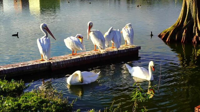 bird in Lake Morton at city center of lakeland Florida	