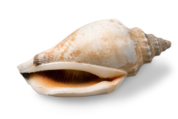 Decorations of seashell or ocean mollusk. Underwater life