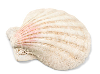 Decorations of seashell or ocean mollusk. Underwater life