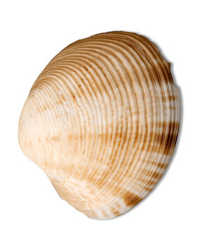 Decorations of seashell or ocean mollusk. Underwater life
