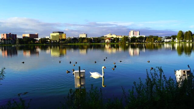 Royal Swan swim with duck in Lake Morton at city center of lakeland Florida	