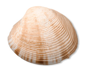 Decorations of seashell or ocean mollusk. Underwater life