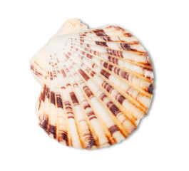 Decorations of seashell or ocean mollusk. Underwater life