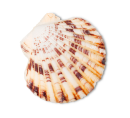 Decorations of seashell or ocean mollusk. Underwater life