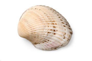 Decorations of seashell or ocean mollusk. Underwater life