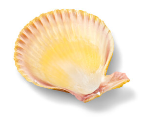 Decorations of seashell or ocean mollusk. Underwater life