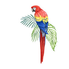 Red macaw parrot with green palm leaves. Hand dawn watercolor illustration. Realistic beautiful scarlet macaw South America native avian. Beautiful bright big parrot with tropical leaves. © anitapol