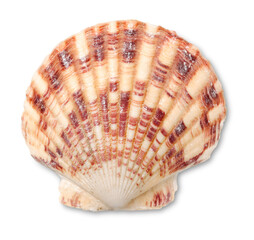 Decorations of seashell or ocean mollusk. Underwater life