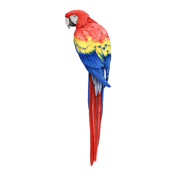Red macaw parrot hand dawn watercolor illustration. Realistic beautiful scarlet macaw South America native avian. Beautiful bright big parrot. Wildlife tropical bird. 