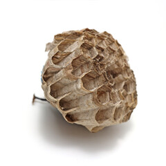 empty wasp nest isolated white background