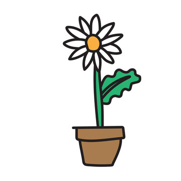 daisy in a pot