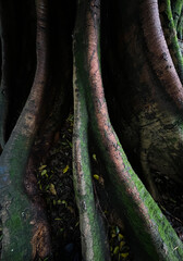 Banyan Tree trunk in New Zealand
