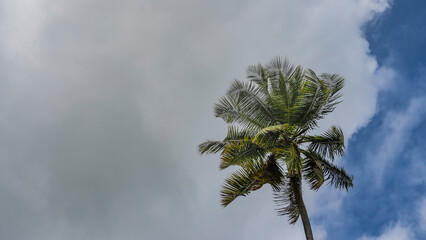 The crown of a tall coconut palm against a background of blue sky and white clouds. Green leaves are fluttering. Seychelles
