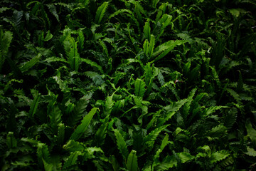 green leaf fern in the field background 