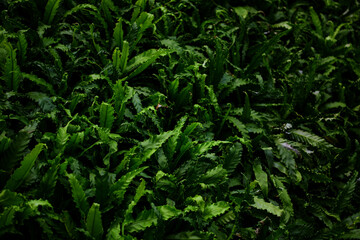 Fototapeta na wymiar green leaf fern in the field background 