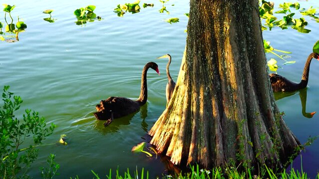 Royal Swan swim with duck in Lake Morton at city center of lakeland Florida	
