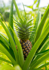 Pineapples growing on a plantation close-up. Pineapple harvest in tropical countries. Fresh tropical fruits.