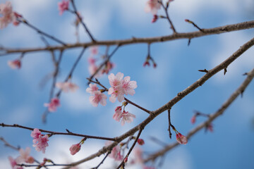 沖縄で日本一早く開花するピンク色の寒緋桜の花