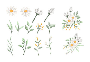 daisy white beauty flower flora set bouquet botany for garden wedding love