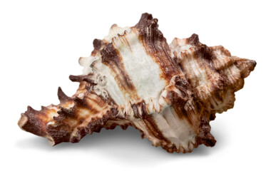 Conch Shell Isolated