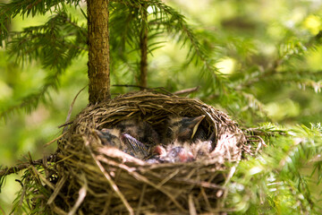 Small bird's nest. Newborn starling chicks. Nature background, photo with shallow depth of field