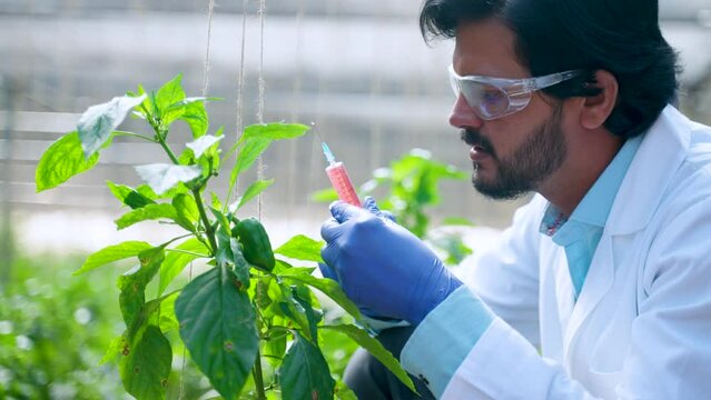 Agro scientist at greenhouse with syringe injecting some chemicals to capsicum plant - concept of research, innovation in farming and safety
