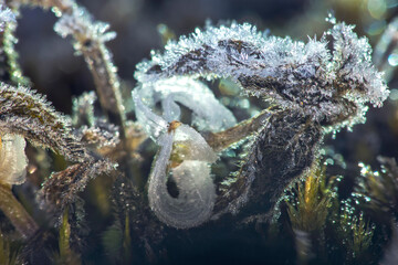 Hair ice, also known as ice wool or frost beard,
