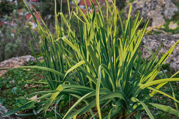 Natural background of flower leaves in the mountains in early spring, selective focus, idea for wallpaper or background about nature