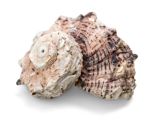 Decoration seashell or ocean mollusk