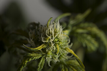 medical cannabise bloom indica strain euphoria