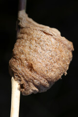 Egg follicle (ootheca) of Praying Mantis, close up macro photography.