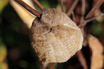 Egg follicle (ootheca) of Praying Mantis, close up macro photography.