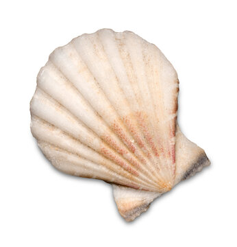 Decorations of seashell or ocean mollusk. Underwater life