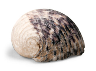 Animal aquatic brown close-up collection concept decoration