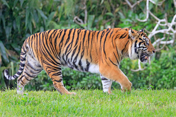 Amur Tiger portrait walking with green background