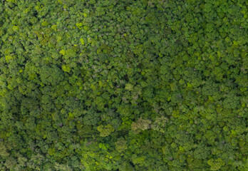 Top view, Rainforest-fertile forest background