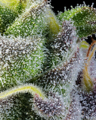 Focus stacked macro shot of some Cannabis trichomes on a colorful cannabis cola