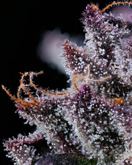 Focus stacked macro shot on some trichomes on a purple cannabis cola