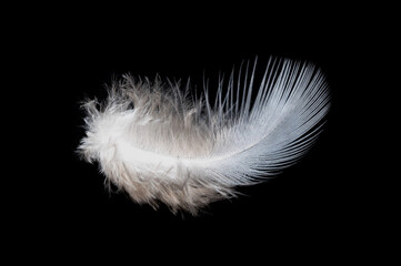 Obraz premium White feather on black background, isolate