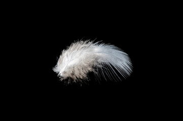 White feather on black background, isolate