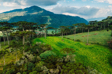 Aerial view of rural area with corn field, mountains and araucaria trees in Santa Catarina, Brazil