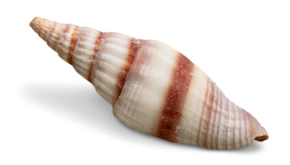 Nature sea shells on desk